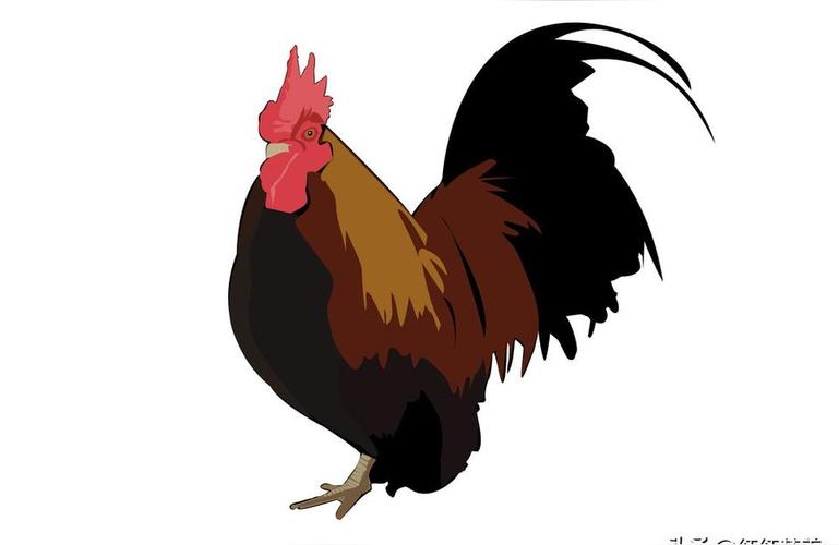 属鸡2020年忌什么