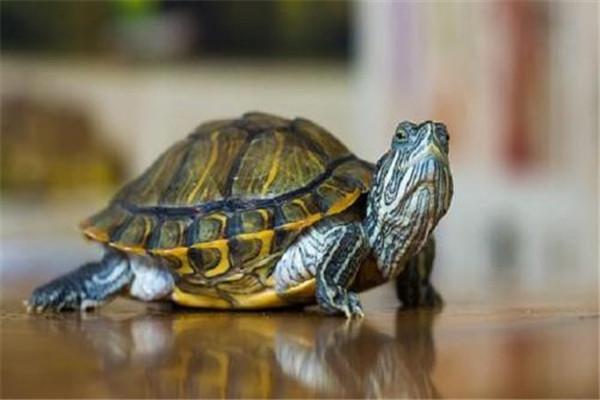 乌龟放阳台风水说法吉利吗