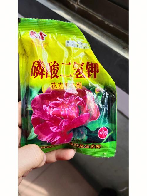 火命人能够养带刺的植物吗