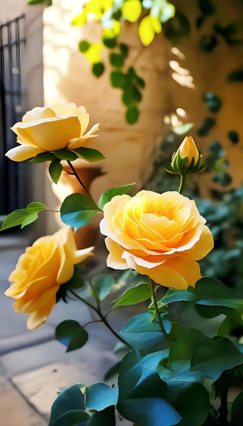 19朵黄玫瑰花语,19朵黄玫瑰代表什么