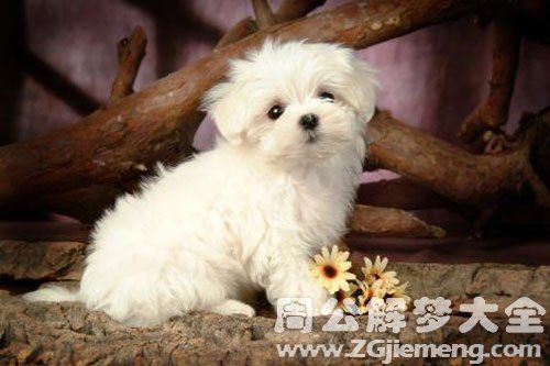 梦见自己抱狗