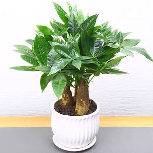 办公室摆放哪些植物又护眼风水又好?发财树有哪些讲究?