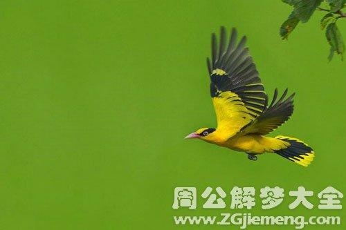梦见头上有很多鸟