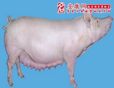 梦见打白大母猪