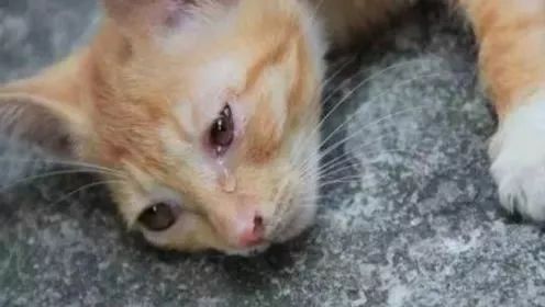 梦见开水烫死猫