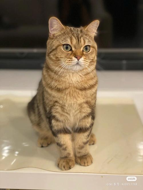 梦见猫变成了男朋友