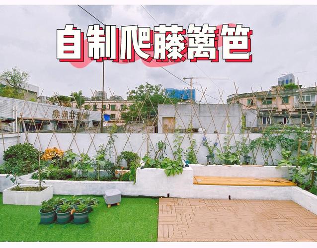 楼顶养殖什么爬藤植物最合适