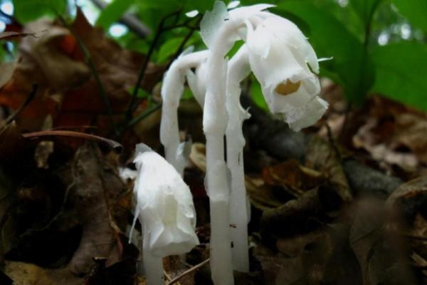 象征死亡都是哪些植物你知道吗