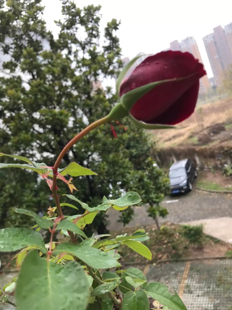 种玫瑰花的阳台风水如何
