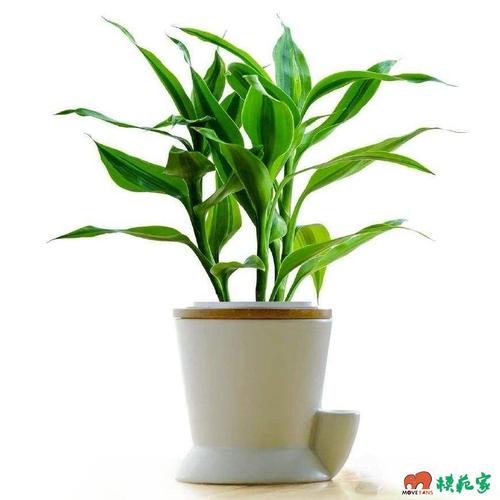 家里风水植物种什么比较好