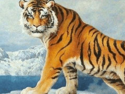 属虎的今年多大?属虎的人2012年运程