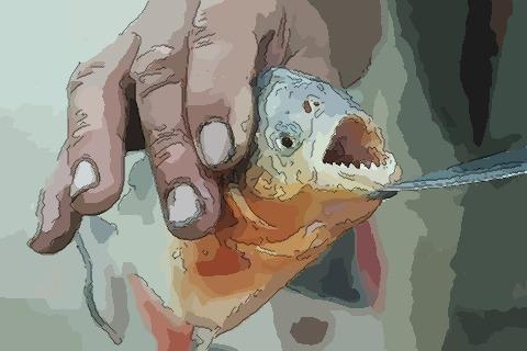 梦见鱼咬把人咬死了