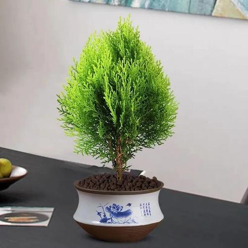 什么花草镇宅辟邪