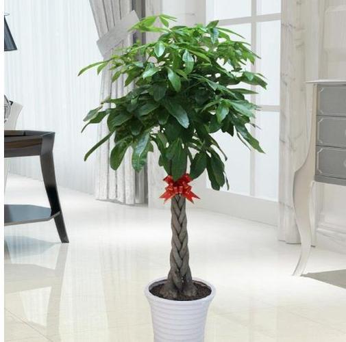2021牛年生肖兔财运花是什么植物