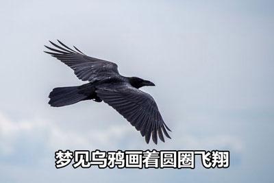 梦见乌鸦画着圆圈飞翔
