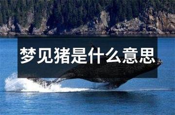 梦见了猪是什么意思