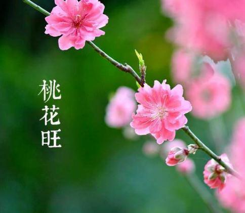 什么是八字中的富贵双全金桃花