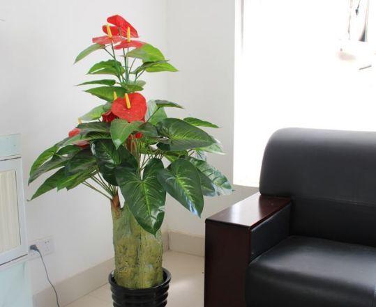 办公室内花卉摆放的风水讲究大全