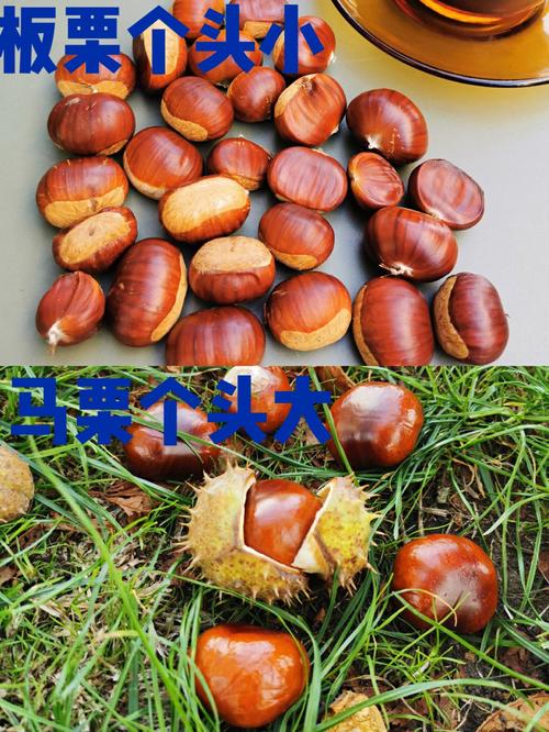 梦见栗子 板栗怎么回事 梦见栗子 板栗有什么预兆