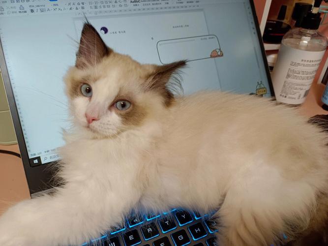 梦见猫跑到自己床上来代表着什么