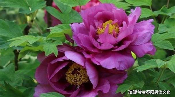 再熬十来天,三大生肖进入人生上上签,财旺桃花开,好运挡不住!