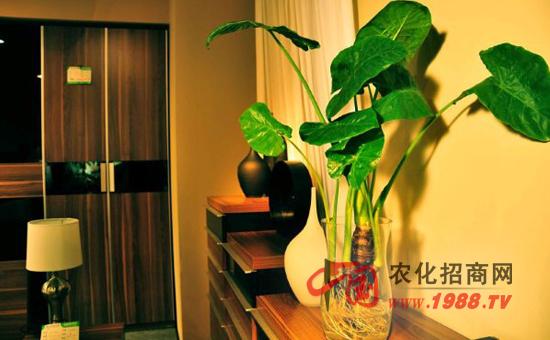 家庭庭院中如何摆放滴水观音