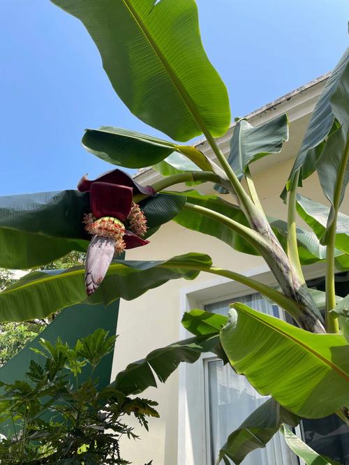 梦见芭蕉树结果