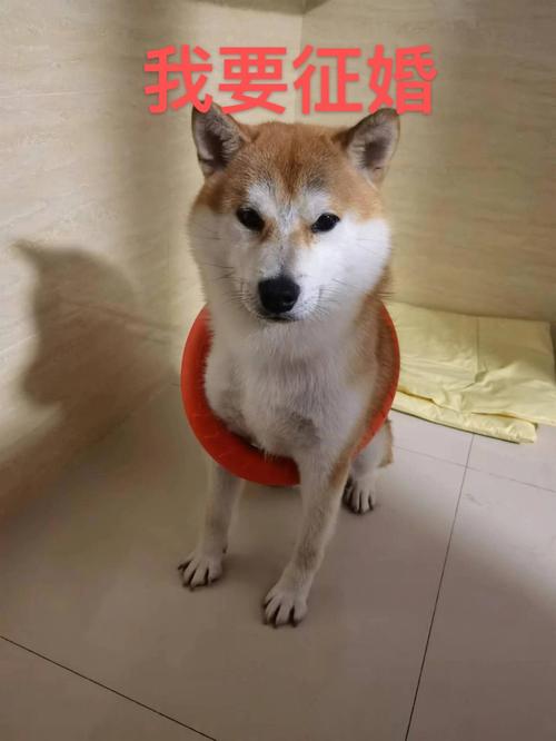 生肖虎的征婚启示