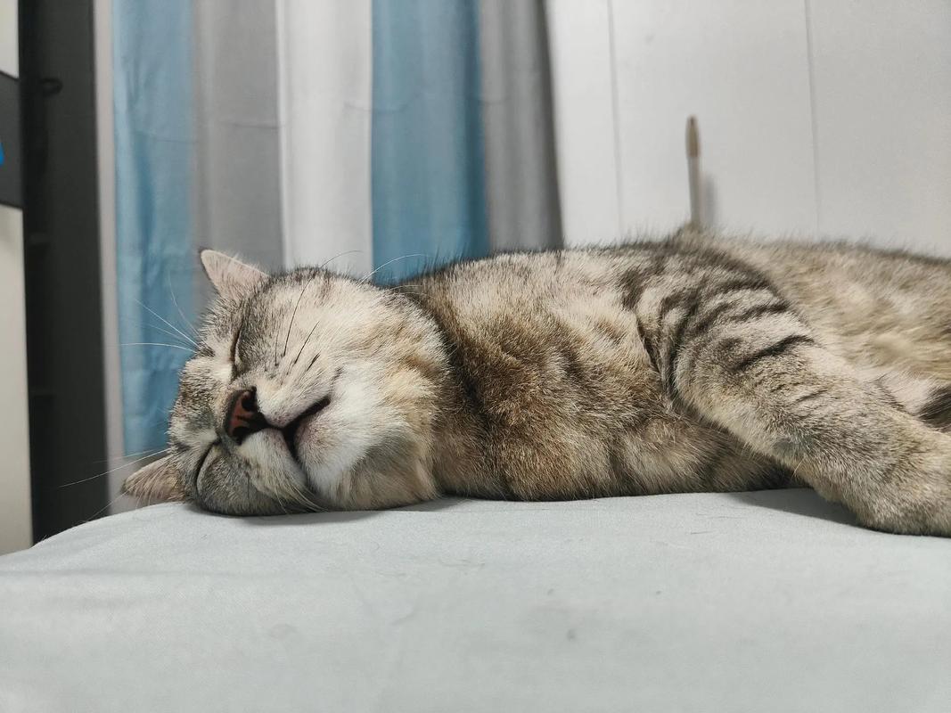 梦见一喜一丧什么意思,梦见一屋子猫了代表什么意思