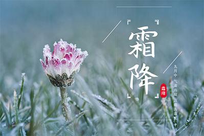 属猪的人霜降节气出生性格怎么样,命好不好?