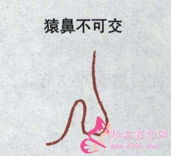 猿鼻面相是什么样子的