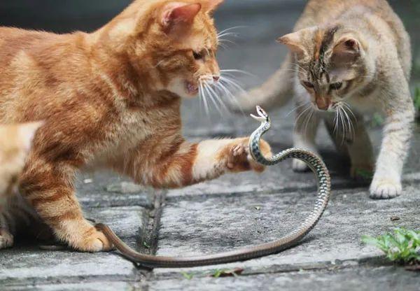 梦见一群蛇跟一群猫是什么意思
