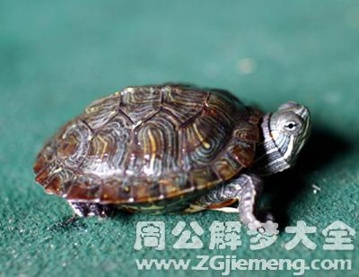 梦见乌龟和我说话