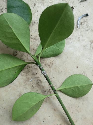 梦见路上有树枝和虫子