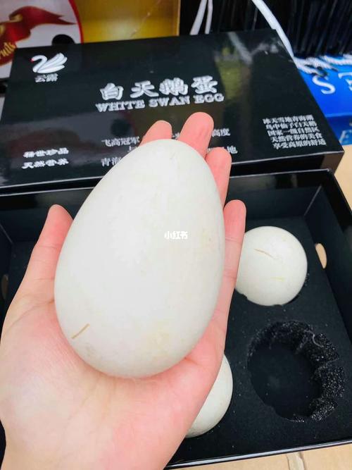 梦见天鹅蛋