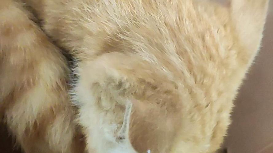 做梦梦到猫尾巴断了好不好