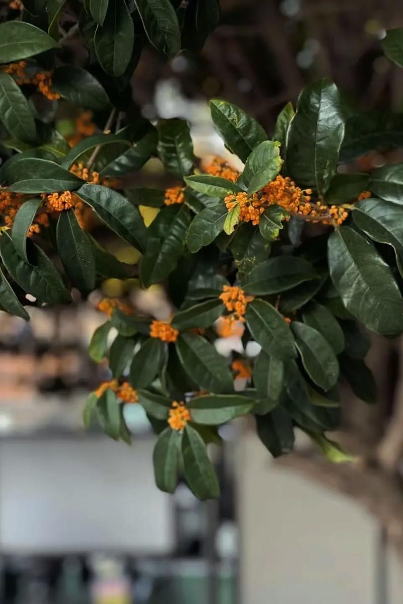 梦见桂花周公解梦,梦见桂花是什么意思?