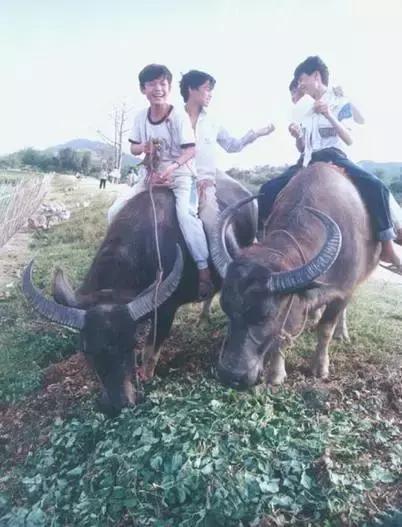 表里不一,人前人后一套的生肖