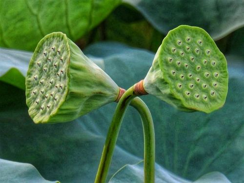 梦见莲蓬莲子