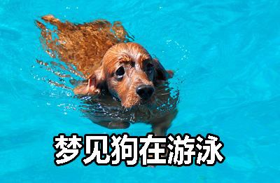 梦见狗在水里游着