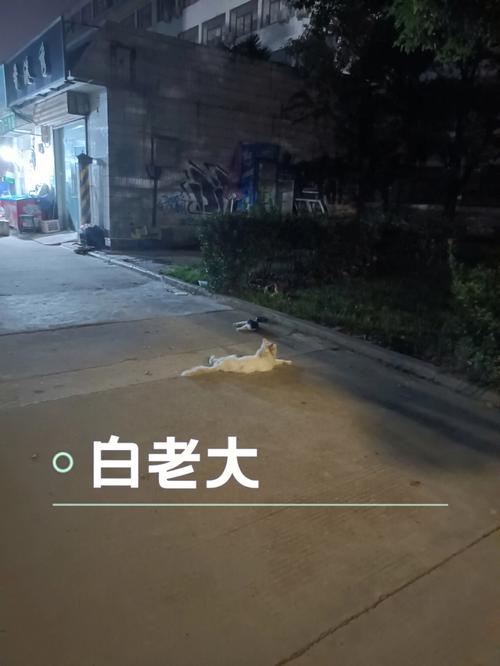 梦见猫赖着不走