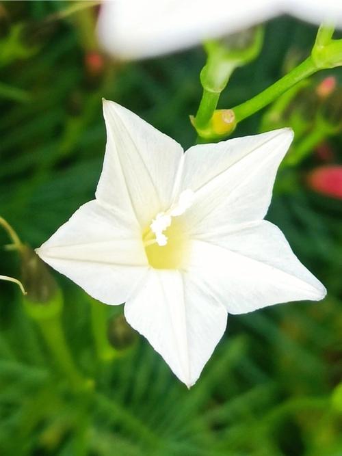 繁星花花语:象征伟业团结