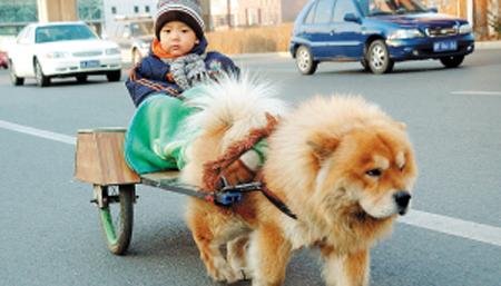 梦见狗拉车
