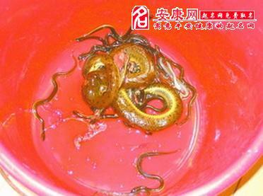 梦见一条大蛇一条小蛇