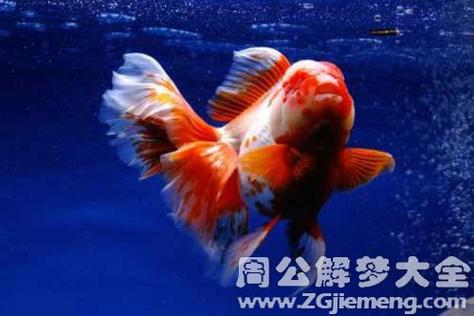 梦见金鱼