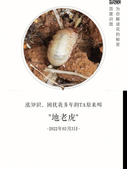梦见大虫