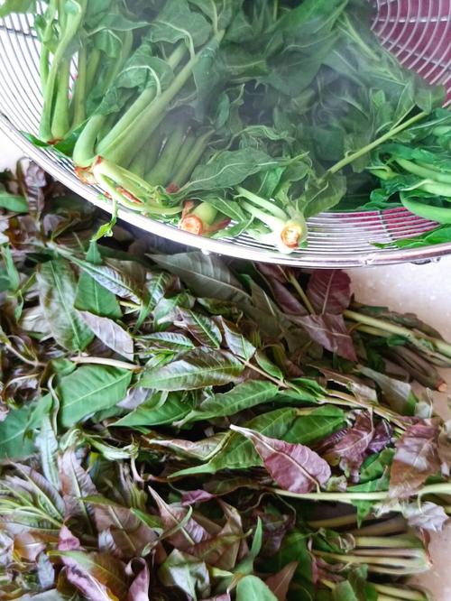 梦见香椿芽是什么意思