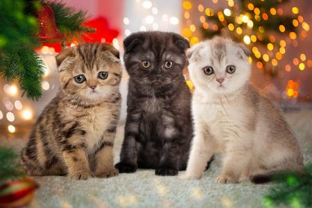 梦见五颜六色的猫
