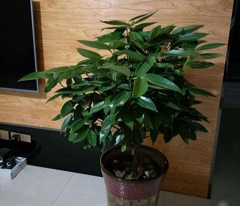 平安树花盆放石子好吗