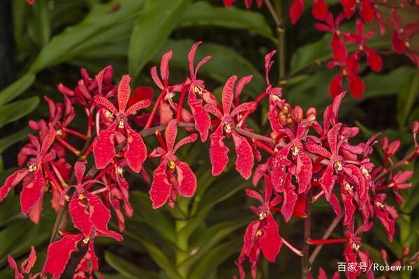 火花兰花语是什么?
